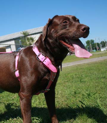 signature-pink-harness-174dsk-2.jpg signature-pink-harness-174dsk-2.jpg