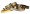 Gold Lead with Matching Collar and Bronze Collar.