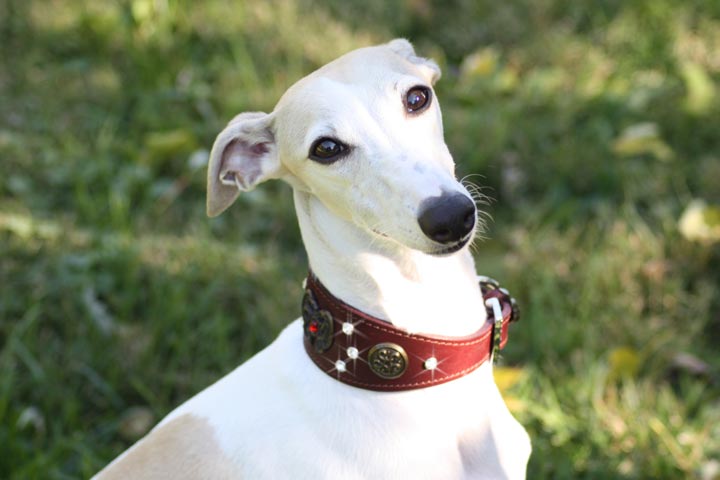guardianwhippet.jpg guardianwhippet.jpg