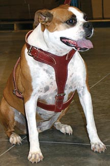 sally-with-harness.jpg